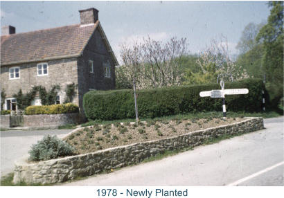 1978 - Newly Planted