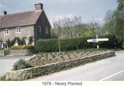 1978 - Newly Planted